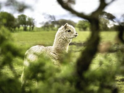 Break For Alpacas